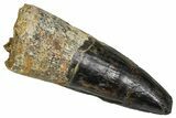 Fossil Spinosaurus Tooth - Real Dinosaur Tooth #373804-1